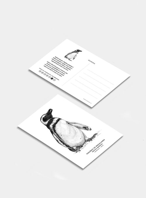 Postal - Pingüino de Magallanes