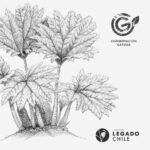 Lámina para enmarcar - Nalca