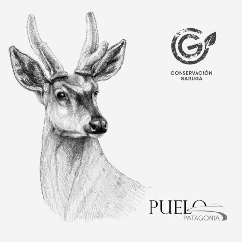 conservacionhuemul