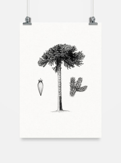 Lámina para enmarcar - Araucaria
