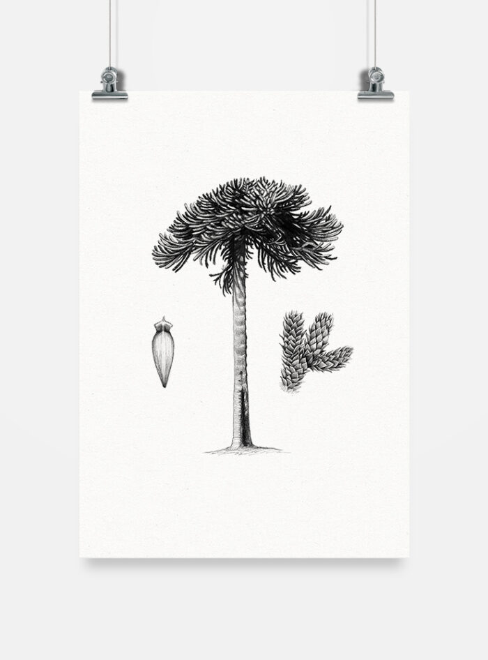 Lámina para enmarcar - Araucaria