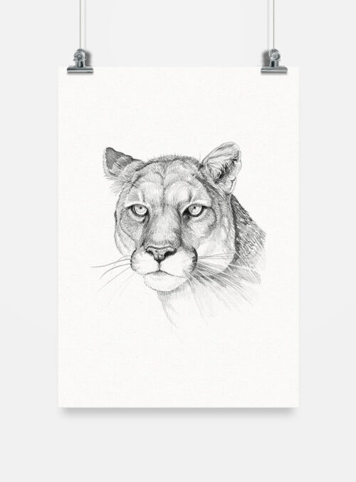 Lámina para enmarcar - Puma