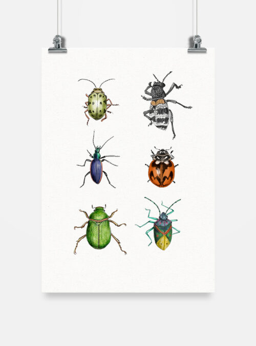 Lámina para enmarcar - Insectos