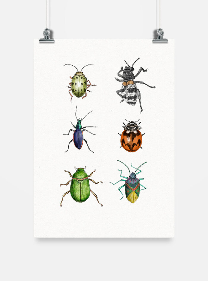 Lámina para enmarcar - Insectos