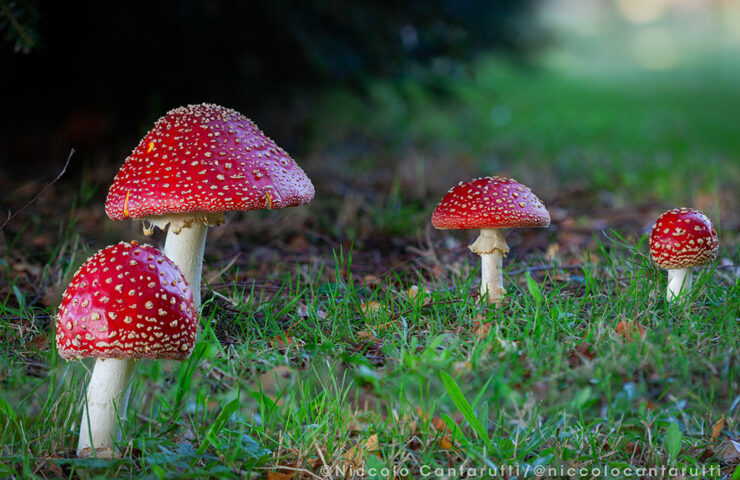 amanitas