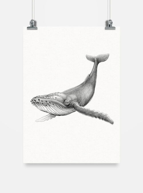 Lámina para enmarcar - Ballena Jorobada
