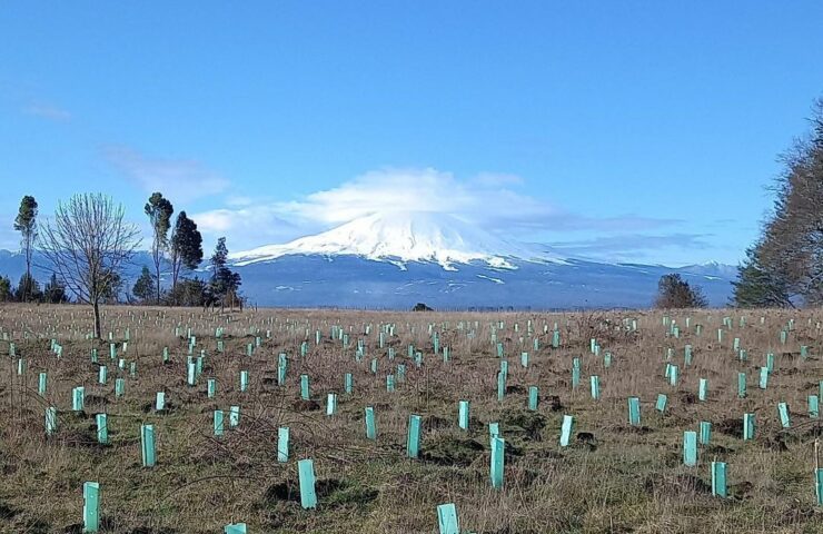 fundacionreforestemos_294278499_1091887258421461_4069291285108665291_n
