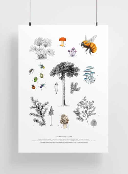 Lámina Grande para enmarcar - Bosques