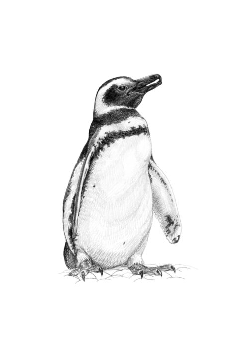 Lámina para enmarcar - Pingüino de Magallanes