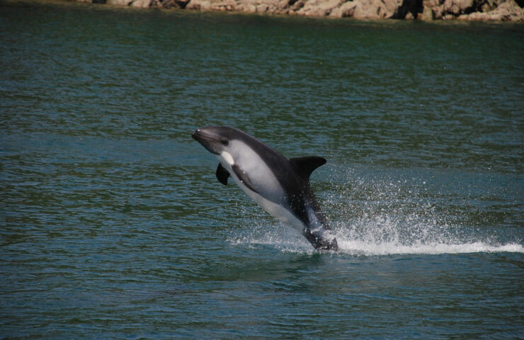 delfin-austral