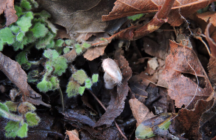 Ripartites-tricholoma-2—-Autora-María-José-Dibán