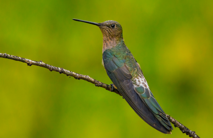 Picaflor-grande-Patagona-gigas