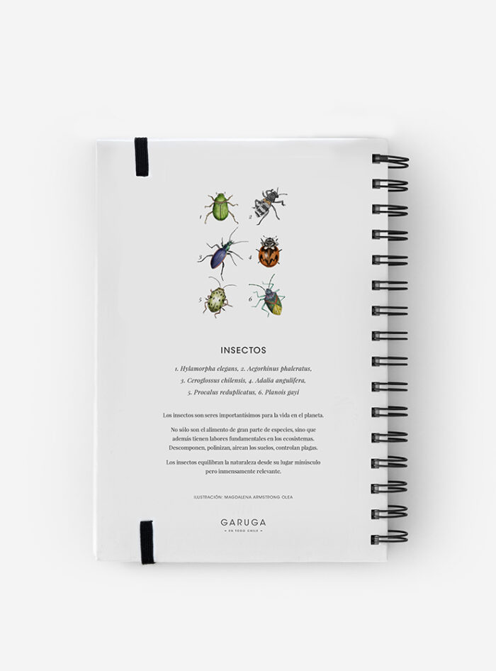 Cuaderno Insectos