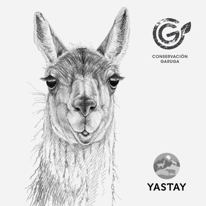 Mochila - Guanaco