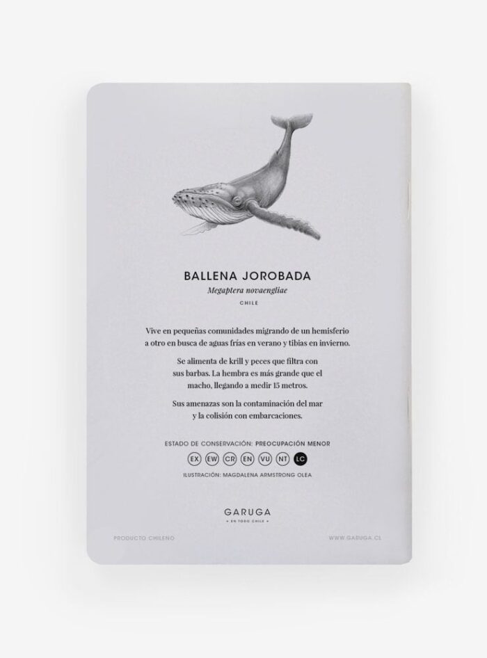 Libreta - Ballena Jorobada