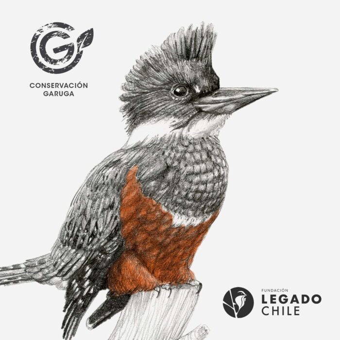 Polerón Canguro- Martín Pescador Blanco