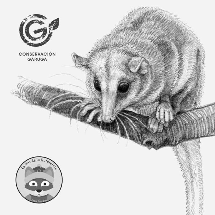 Estuche - Monito del Monte