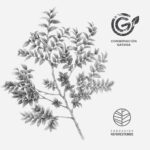 Totebag - Coihue