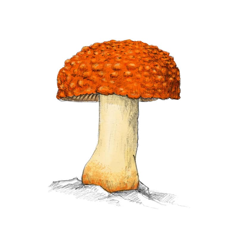 amanita-gayana