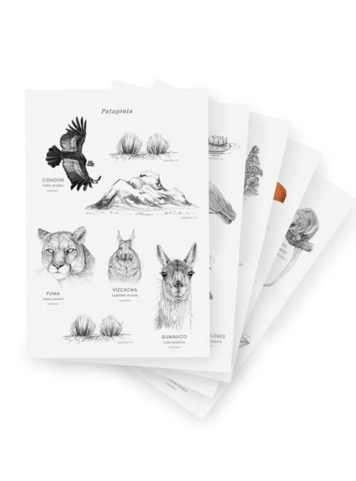 Pack Stickers