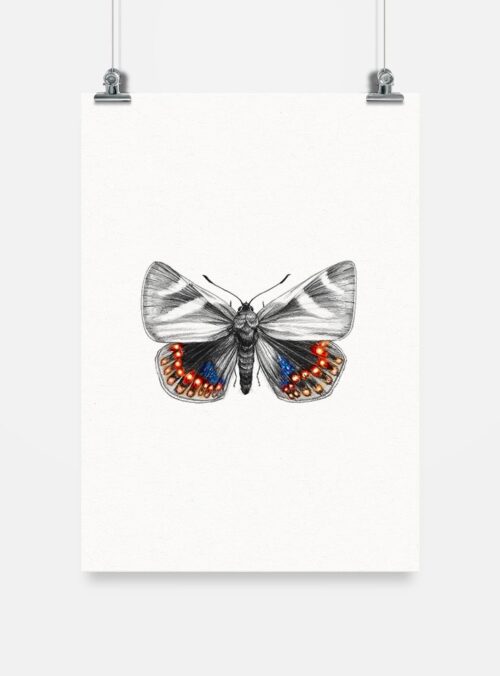 Lámina para enmarcar - Mariposa del Chagual