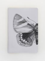 Libreta - Mariposa del chagual