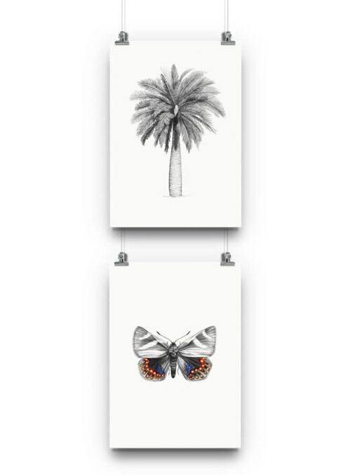 Pack Lamina2