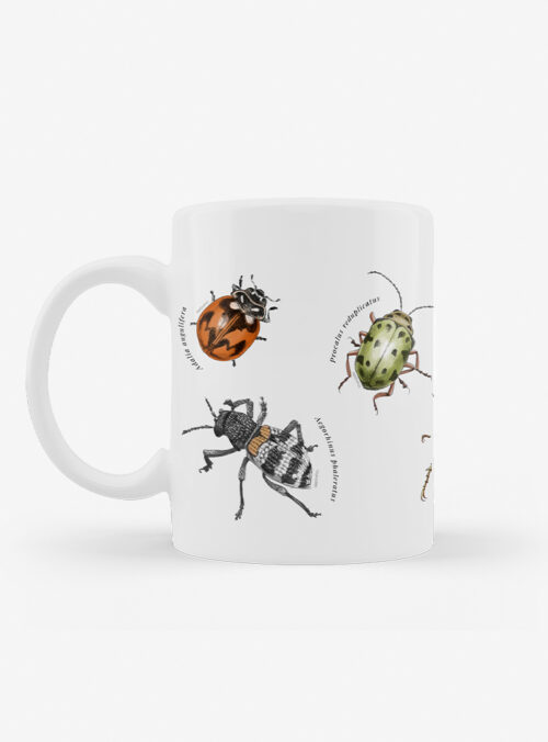Tazón - Insectos de Chile