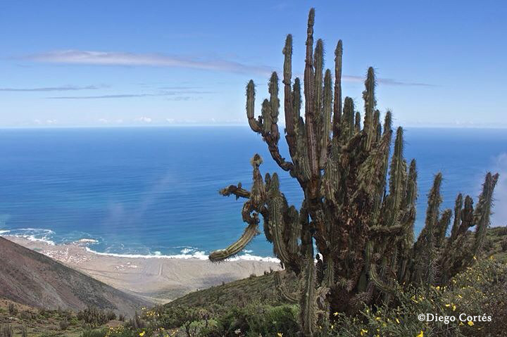 Diego Cortés Kamanchaka Outdoors