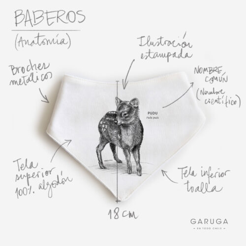 Anatomias pudu